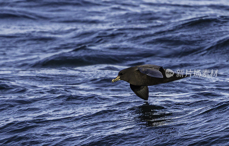 白颊海燕，又称Cape hen，原孢海燕，原孢海燕科的一种大型海鸥。